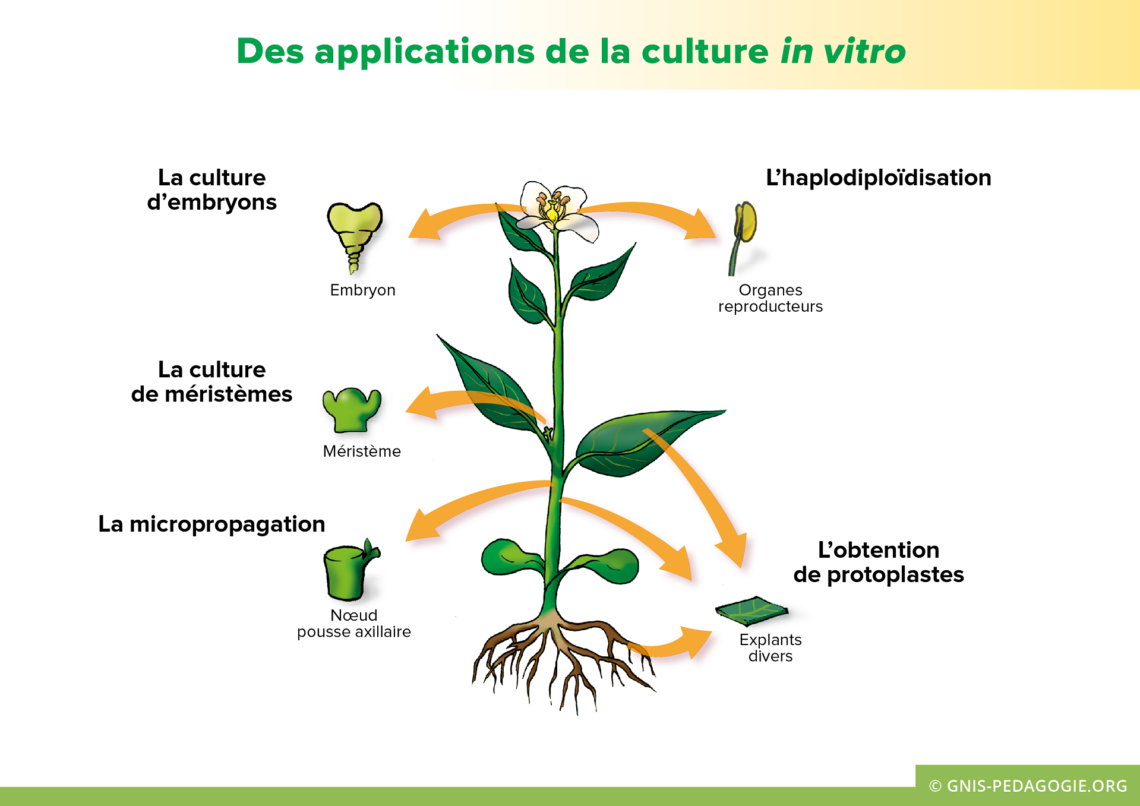 https://www.semae-pedagogie.org/uploads/gnis-pedagogie-amelioration-plantes-applications-culture-in-vitro-1140x806.png