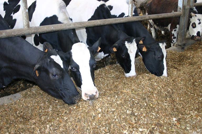 Vaches laitières mangeant une ration à base de maïs ensilage et de betterave