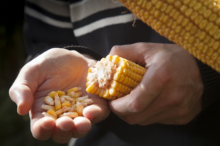 Agriculteur observant un épi de maïs et ses grains à maturité