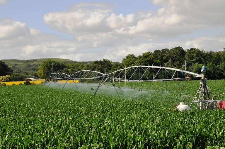 Irrigation d'un champ de maïs