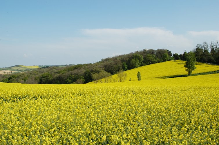 Au printemps, les colzas en fleur se remarquent dans le paysage – © SEMAE / Studio 77