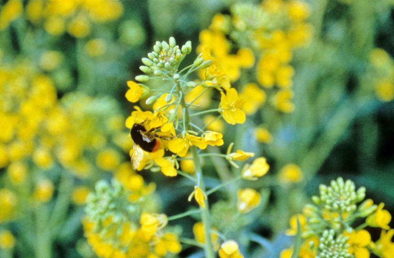 Le colza est une plante mellifère très appréciée des abeilles – © SEMAE