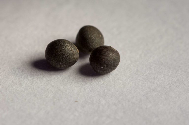 Les semences de colza sont de petite taille, leur PMG (poids de mille grains) varie de 4 à 7 g – © SEMAE / Paul Dutronc